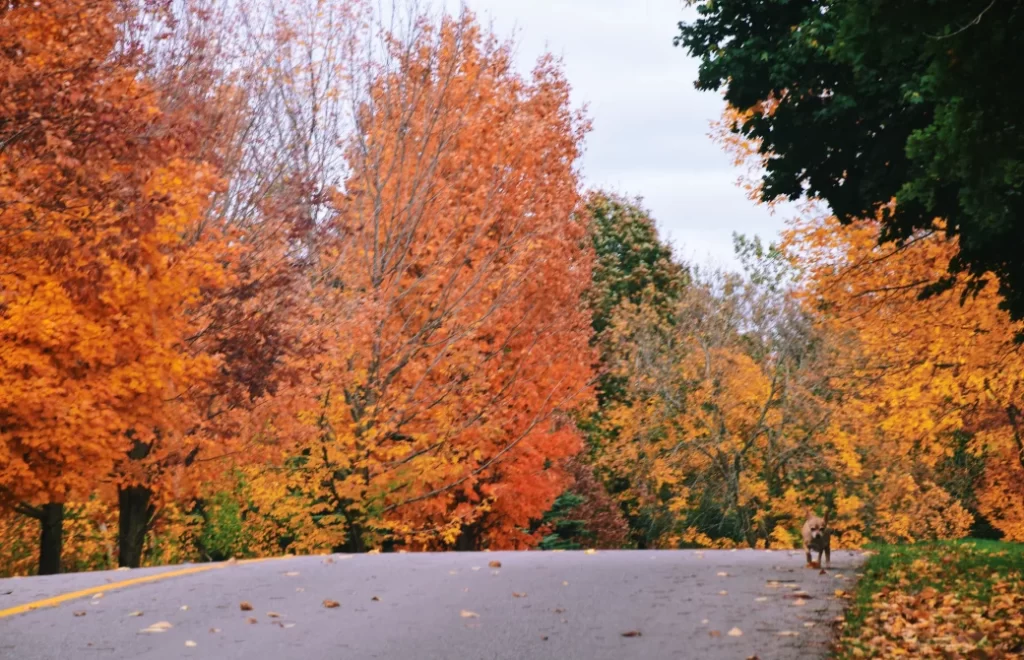 street in fall